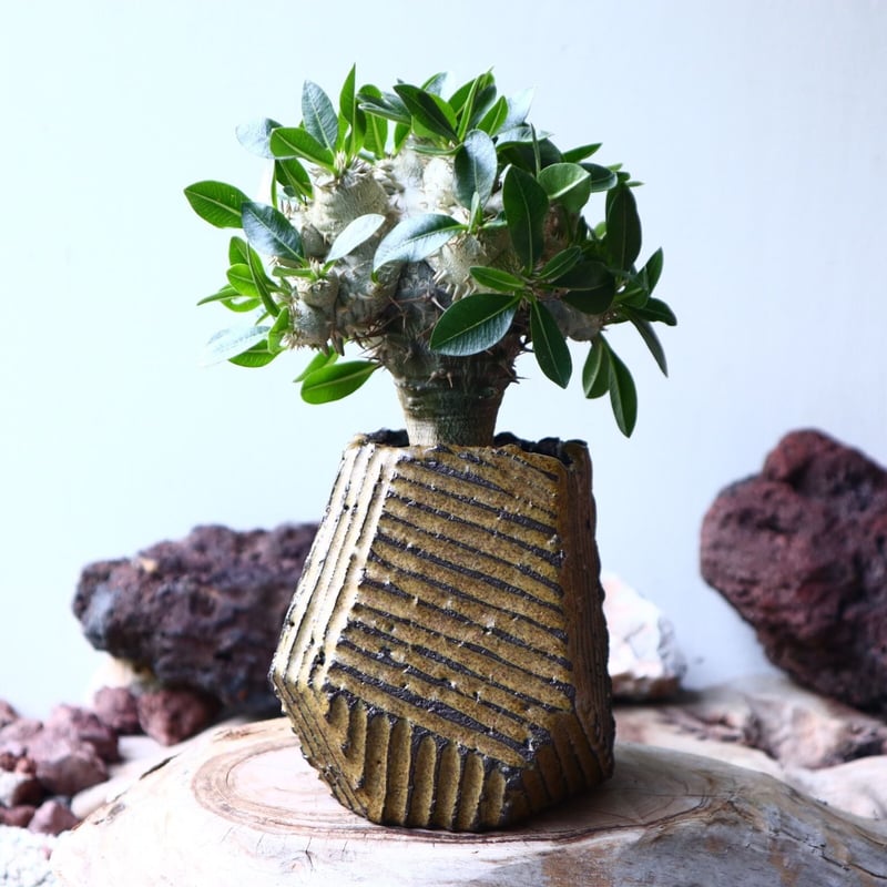 パキポディウム エブレネウム 恵比寿笑い（接）Pachypodium eburneum  