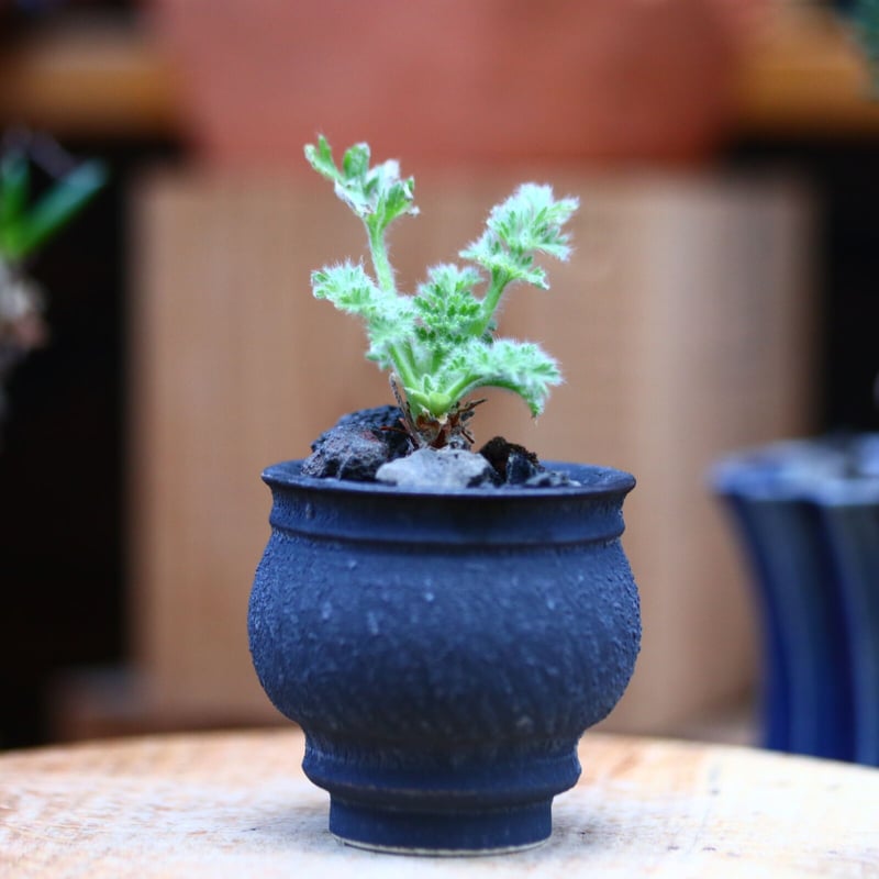 大型 Pelargonium triste ペラルゴニウム トリステ 鉢付発送 宝石のような観葉植物のお店 【Jewelry Plant】 ペラルゴニウム