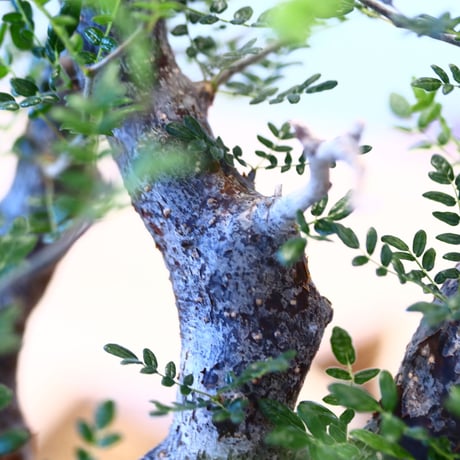 コミフォラ モンストローサ / Commiphora monstrosa   no.62502