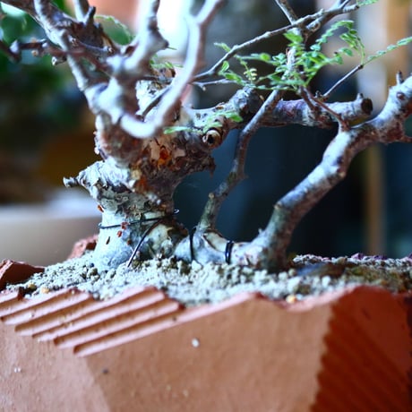 コミフォラ モンストローサ   Commiphora monstrosa   no.81650