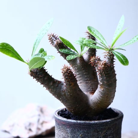 パキポディウム マカイエンセ Pachypodium Makayense  no.102730
