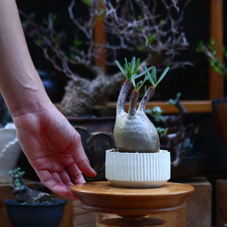 パキポディウム  グラキリス／Pachypodium  gracilius       no.92627