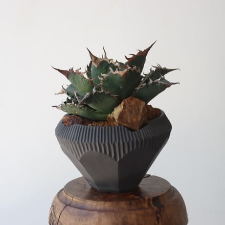 U.S. solareclipse (Agave titanota solareclipse) / Style of Chika × N/OH　no.1227-54
