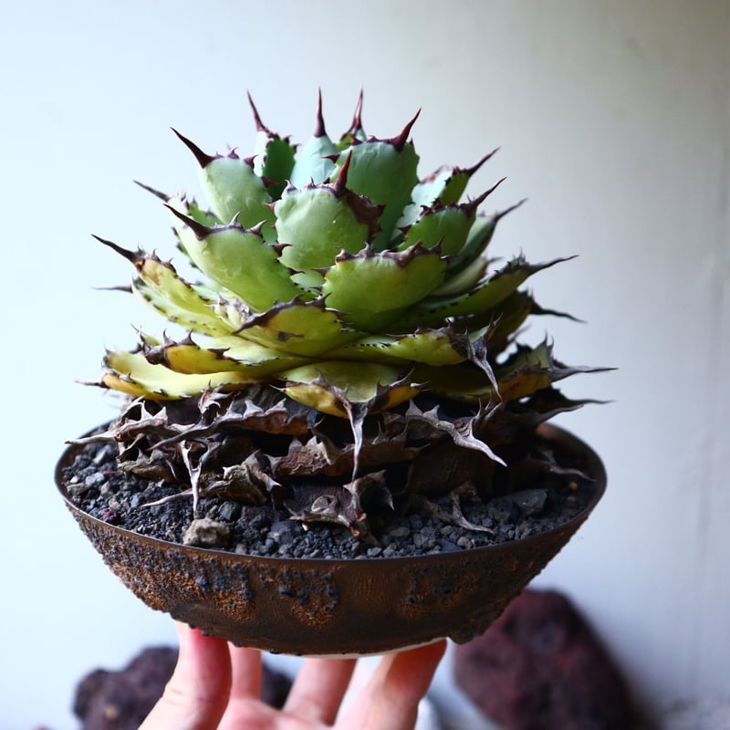 アガベ ポタトラム Agave potatorum no.023 | 芽の巣山