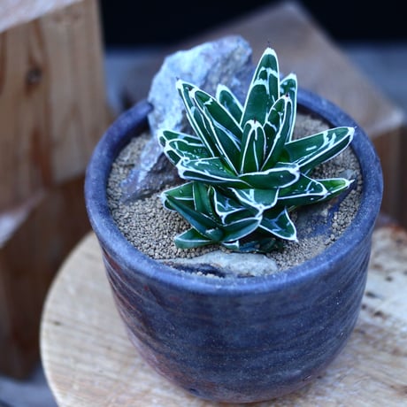 アガベ 笹の雪／Agave victoriae reginae   no.13063