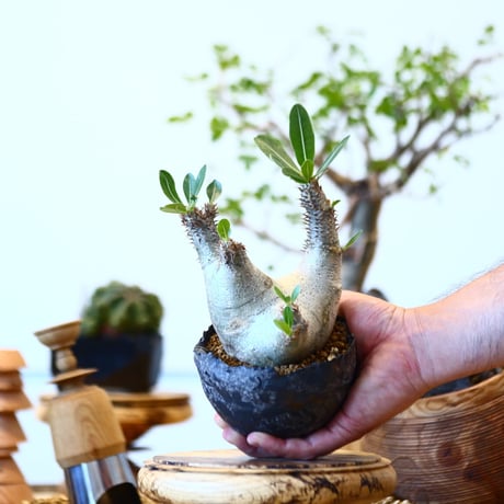 Pachypodium densiforum × たけろうポット    no.91731