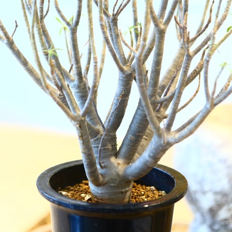 Euphorbia balsamifera  no.32474