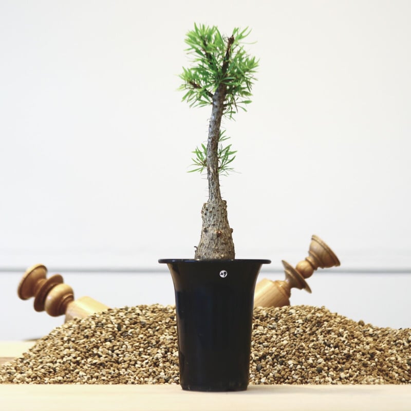 フォークイエリア プルプシー / Fouquieria purpusii no.42329