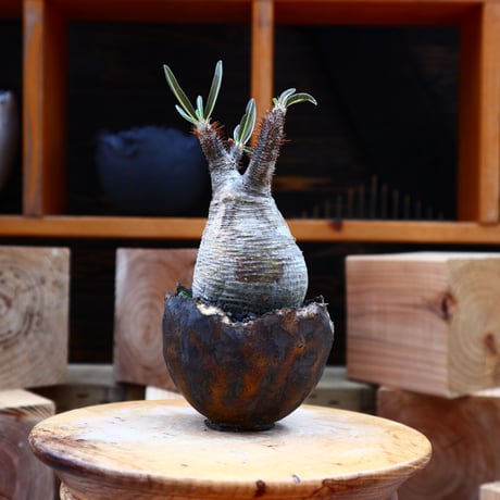パキポディウム  グラキリス／Pachypodium  gracilius       no.62730