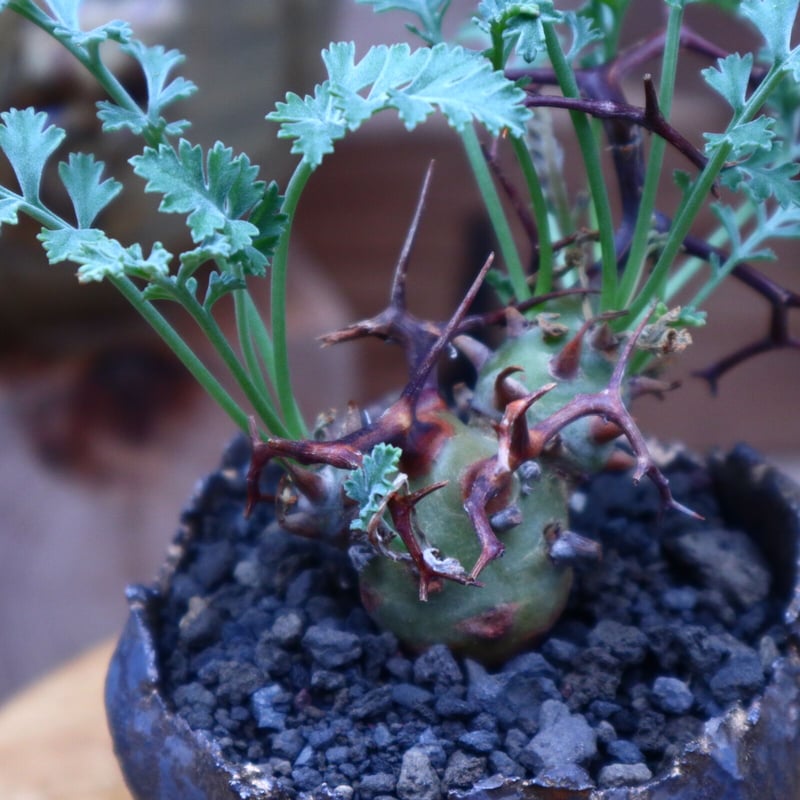 ペラルゴニウム クリズミフォリウム／Pelargonium crithmifolium