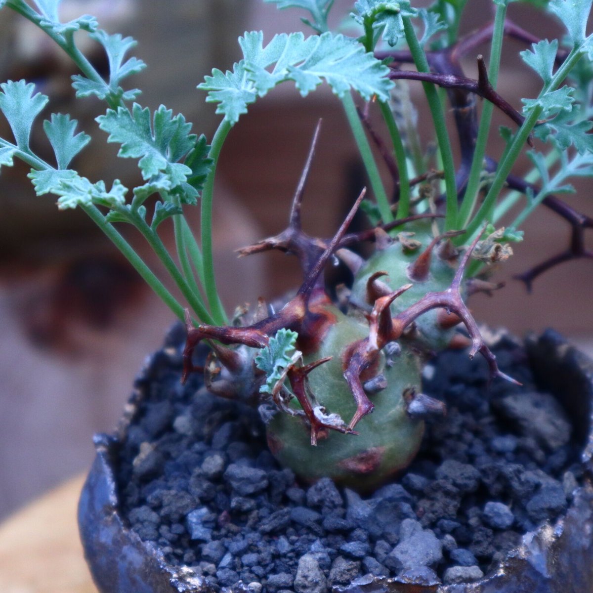 ペラルゴニウム クリズミフォリウム／Pelargonium crithmifolium