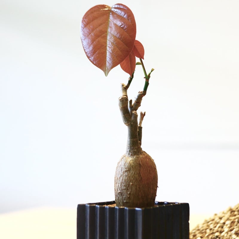 大型 ボンバックス Pseudobombax ellipticum isla del pescado - Pseudobombax ellipticum-プセウドボン