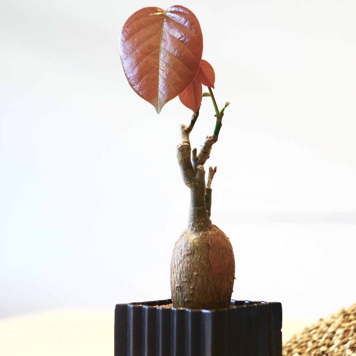 超大型 ボンバックス Pseudobombax ellipticum 鉢付 超大型 ボンバックス Pseudobombax ellipticum 鉢付