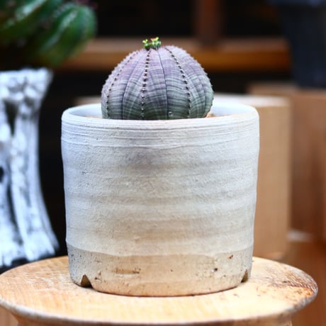 ユーフォルビア  オベサ♀／Euphorbia obesa    no.40382