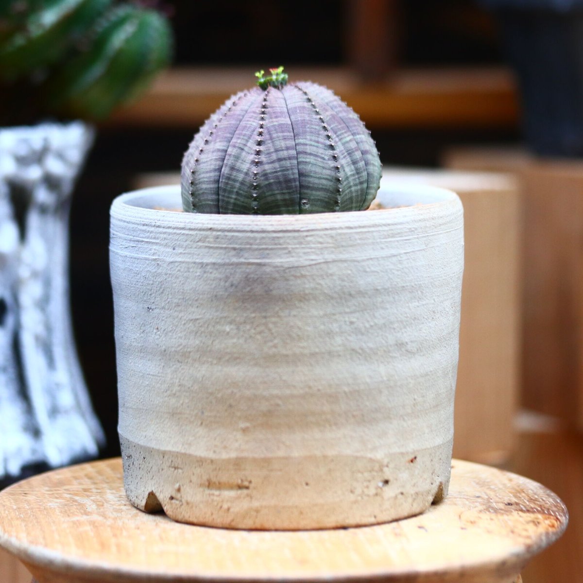 ユーフォルビア オベサ♀／Euphorbia obesa no.40382 | 芽の巣山