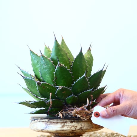 Agave horrida / Style of Chika   no.1015/2