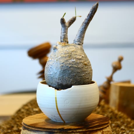 Pachypodium gracilius × N/OH   no.11434