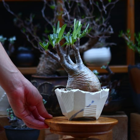 パキポディウム  グラキリス／Pachypodium  gracilius       no.92634