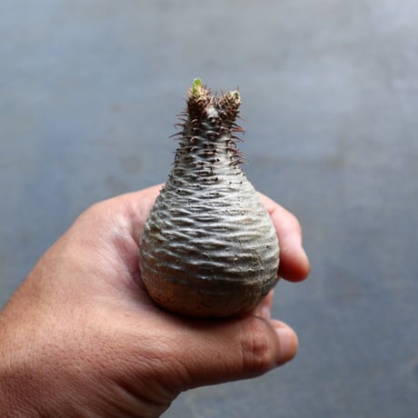 パキポディウム グラキリス 抜苗  Pachypodium rosulatum var. gracilius no.92905
