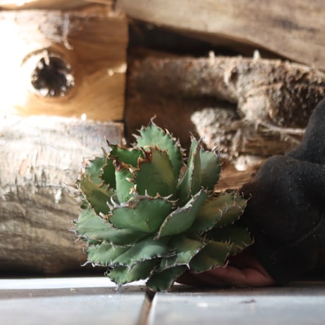 U.S. filigree (Agave titanota filigree)/ Style of Chika　no.1203-4