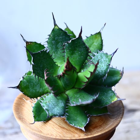 アガベ ホリダ    Agave horrida     no.1025-10
