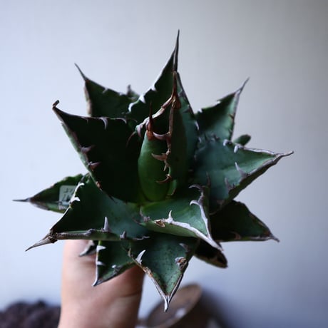 アガベ   チタノタ   FO-76    Agave titanota  "FO-76"   no.42817