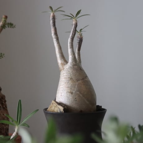 Pachypodium gracilius × Kazuhiro Arima    no.51224