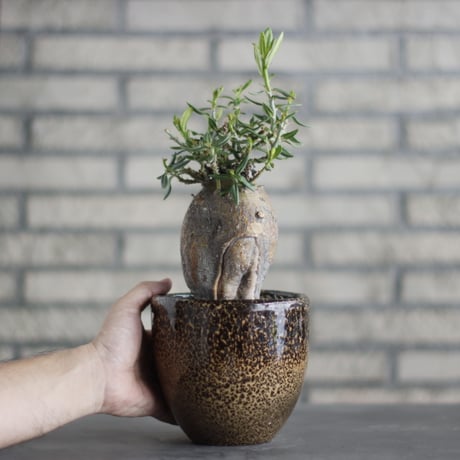 Pachypodium bispinosum × 陶器蜂 (4号)  no.706-25
