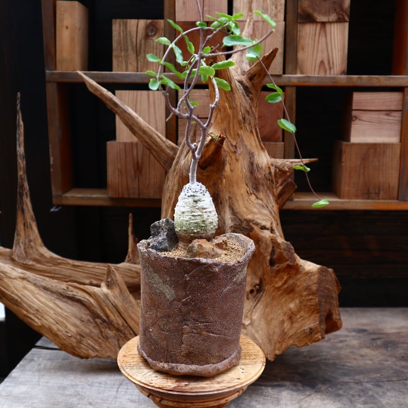 フォッケア エデュリス 火星人 Fockea edulis 抜き苗 Fockea edulis