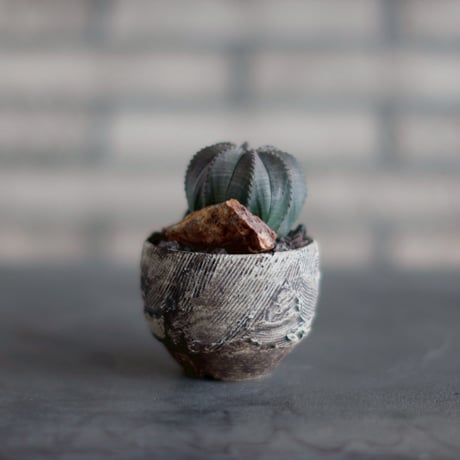 Euphorbia obesa  × Masato Atutsu (2.5号)  no.830-24