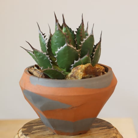 Agave horrida × N/OH   no.920-29