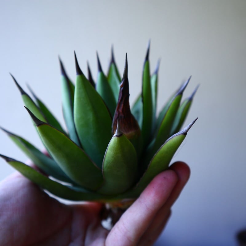 アガベ ロイヤルスピン Agave Royal Spine no.42808 | 芽の巣山