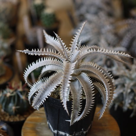 その他多肉植物 Dyckia Thunderous Roar その他多肉植物 Dyckia Thunderous Roar Dyckia Thunderous Roar 2025