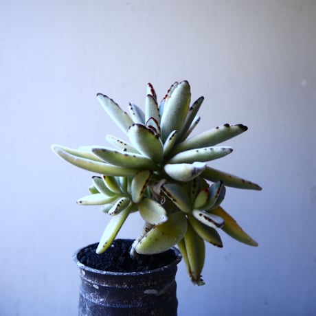 カランコエ  トメントーサ　月兎耳  斑入り   Kalanchoe   tomentosa  no.11917