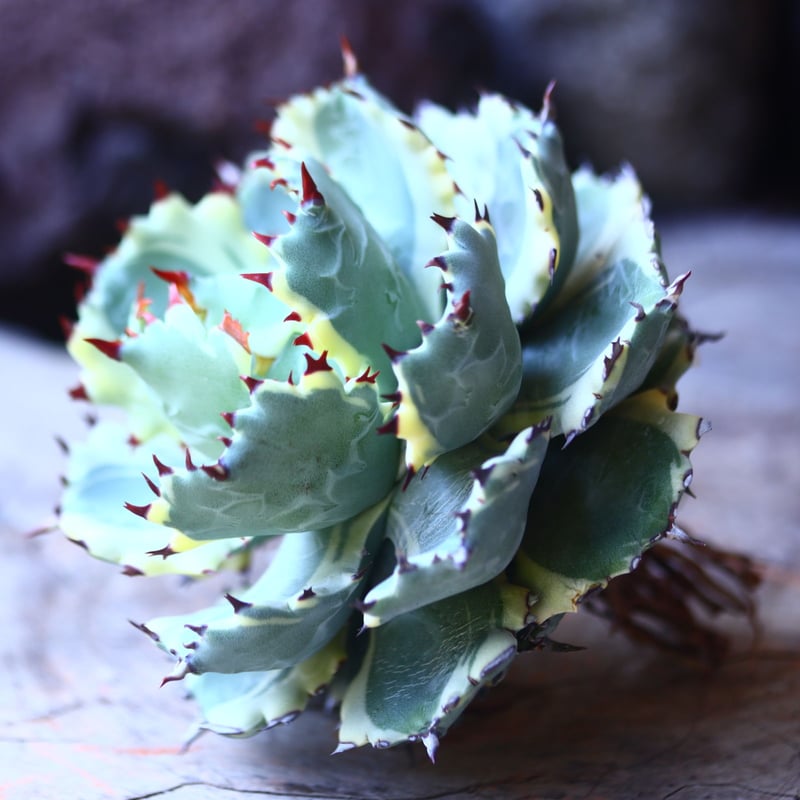 アガベ 兜蟹錦 抜苗 ④ Agave isthmensis Kabutogani va