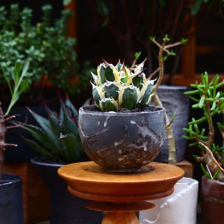 チタノタ スナグルトゥース／Agave titanota 'Snaggle Tooth'    no.91235