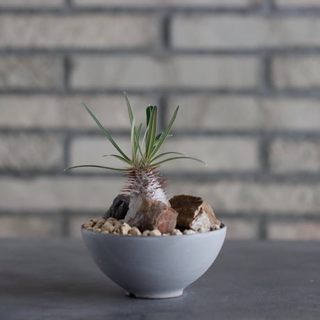 Pachypodium gracilius × Kazuhiro Arima / humanity pot (3号)  no.817-52