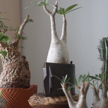 Pachypodium gracilius × Leonardo Bartolini   no.51230