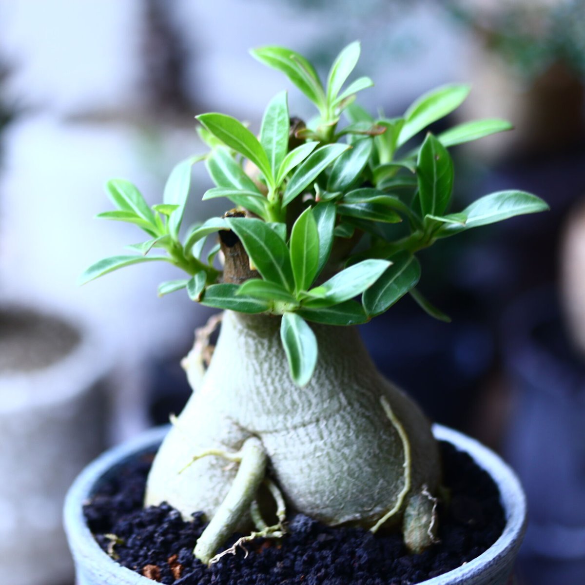 アデニウム オベスム Adenium obesum アデニウム オベスム 「Adenium obesum 」3/29-222 | SHOUCHI