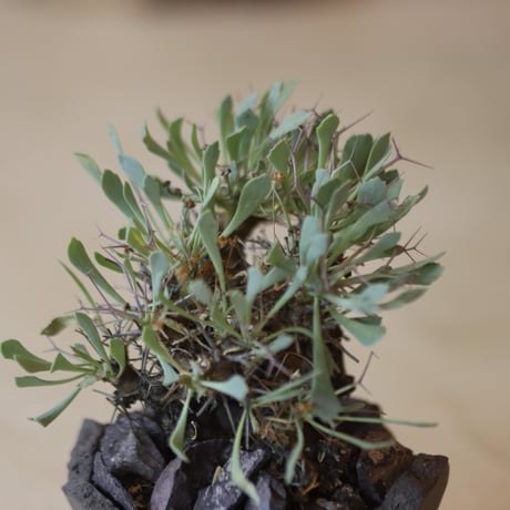 Othonna euphorbioides (黒鬼城) × N/OH   no.112-34