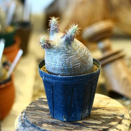 'ハルコイ´セット (N/OH × Pachypodium gracilius)  no.30303