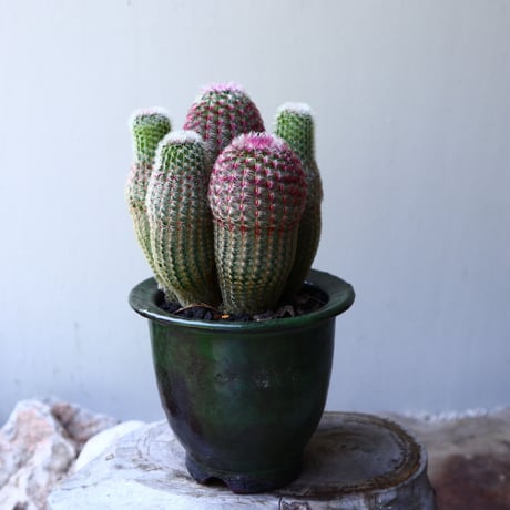 エキノセレウス  ルブリスピヌス   紫太陽    Echinocereus rigidissimus var. rubrispinus   no.60236