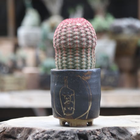 紫太陽　巨大な株 Yahoo!オークション -「紫太陽」の落札相場・落札価格