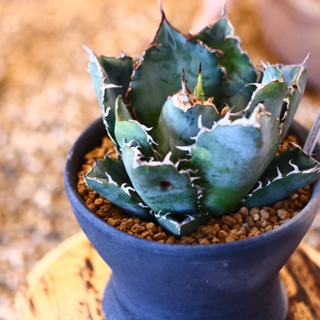【9/9入荷未発根未活着ベアルート植込み】Agave titanota White Whale  no.91775
