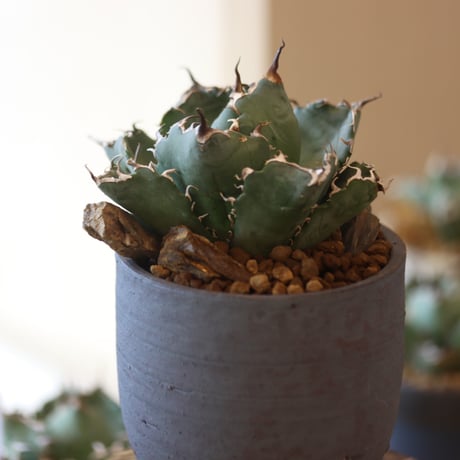 agave titanota caesar × N/OH  no.90120