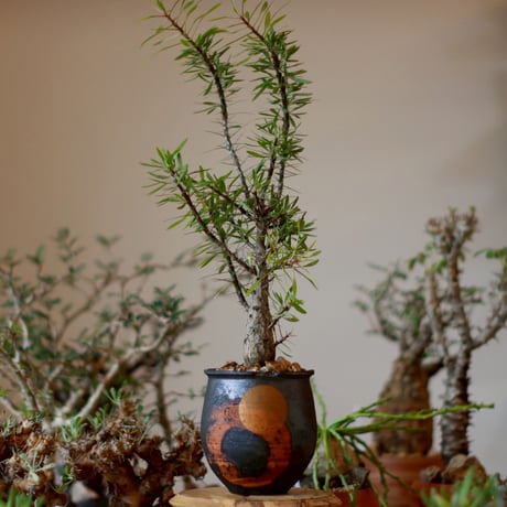 フォークイエリアプルプシー | STORES