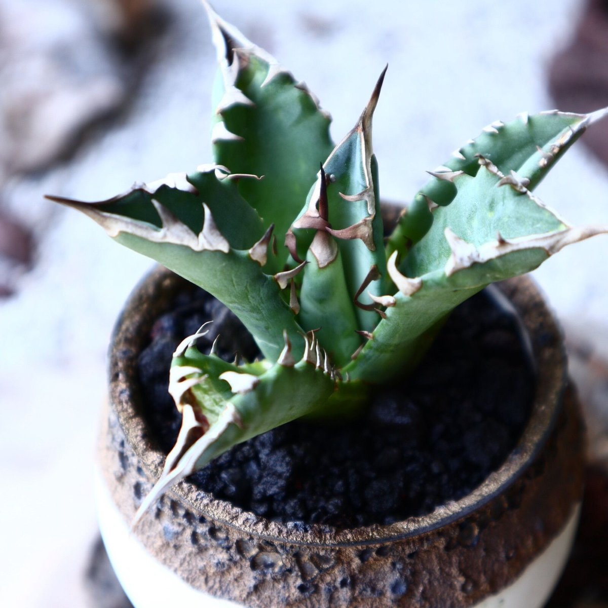 アガベ•チタノタ アガベ チタノタ Agave titanota no.61603 | 芽の巣山