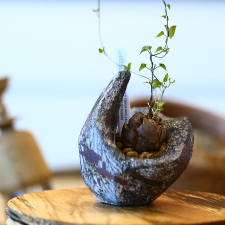 Dioscorea elephantipe × たけろうポット    no.111216