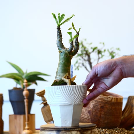 Tylecodon paniculatus × NOH  no.92430