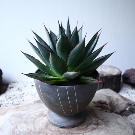 アガベ   ブルーグロー    Agave 'Blue Glow'　no.112422